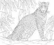 Printable leopard panther member of the Felidae coloring pages