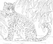 Printable amur leopard Javan leopard coloring pages