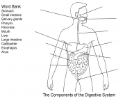 Printable components of digestive system worksheet coloring pages