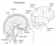 Printable human brain anatomy coloring pages