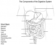 Printable digestive system worksheet coloring pages