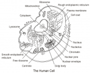 Printable human cell coloring pages