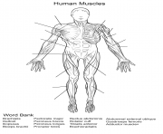 Printable human muscles front view worksheet coloring pages