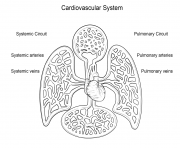 Printable cardiovascular system by Yulia Znayduk coloring pages