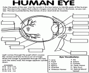 Printable human eye coloring pages