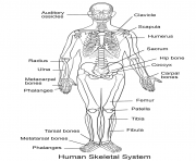 Printable human skeletal system coloring pages