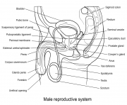 Printable male reproductive system coloring pages