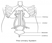Printable urinary system coloring pages