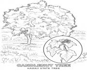 Printable hawaii state tree coloring pages