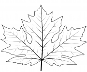 Printable big leaf maple leaf coloring pages