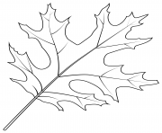 Printable scarlet oak leaf coloring pages