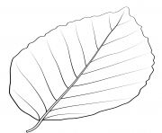 Printable copper beech leaf coloring pages