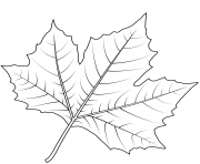 Printable london plane tree leaf coloring pages