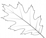 Printable northern red oak leaf coloring pages