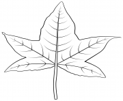 Printable sweetgum leaf coloring pages