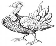 Printable thanksgiving turkey bumpy neck coloring pages