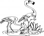 Printable Two Flamingos in the Water coloring pages
