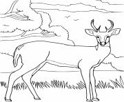Realistic Deer and Trees coloring pages