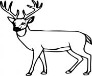 Printable easy whitetail coloring pages