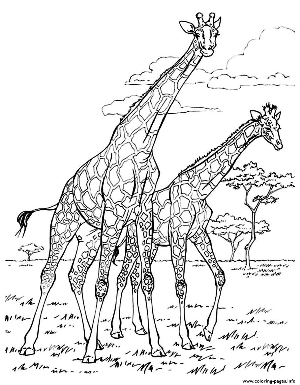 Adult Africa Giraffes Coloring page Printable