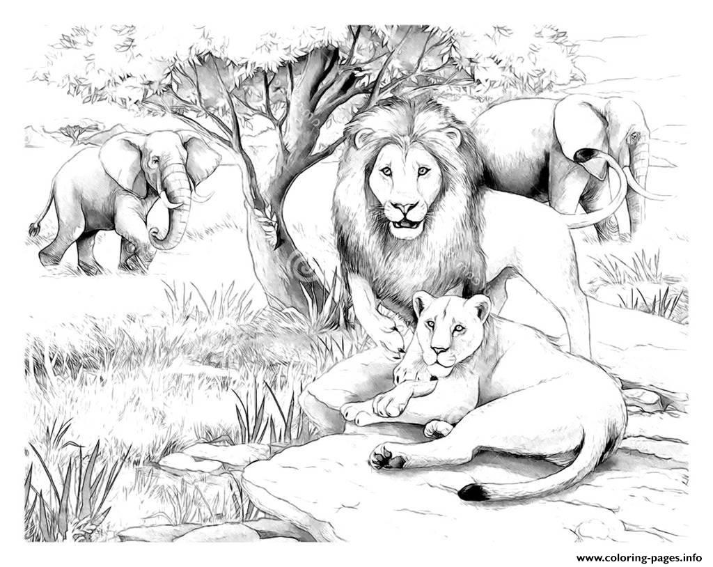 Adult Africa Lions Coloring Pages Printable