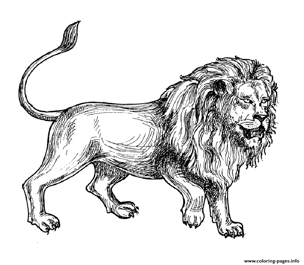 Adult Africa Lion coloring