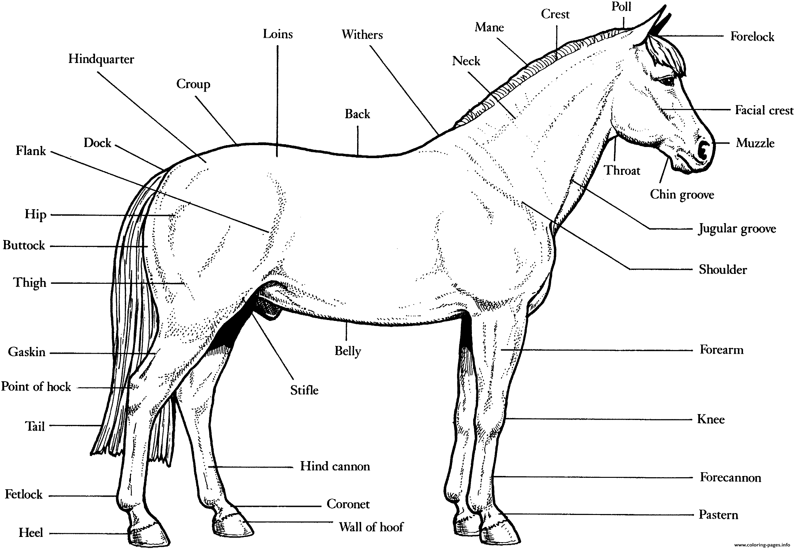 94 Coloring Pages Printable Horse Images & Pictures In HD