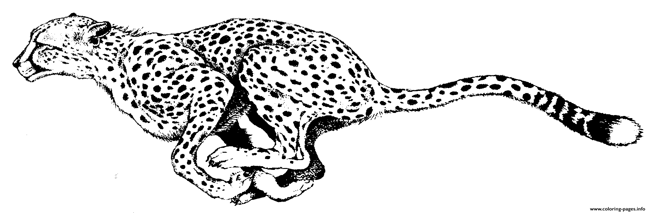 Coloring Pages Of A Cheetah Animalbe05 coloring