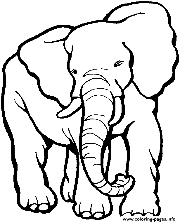 Elephant S Printable Animals5f11 coloring