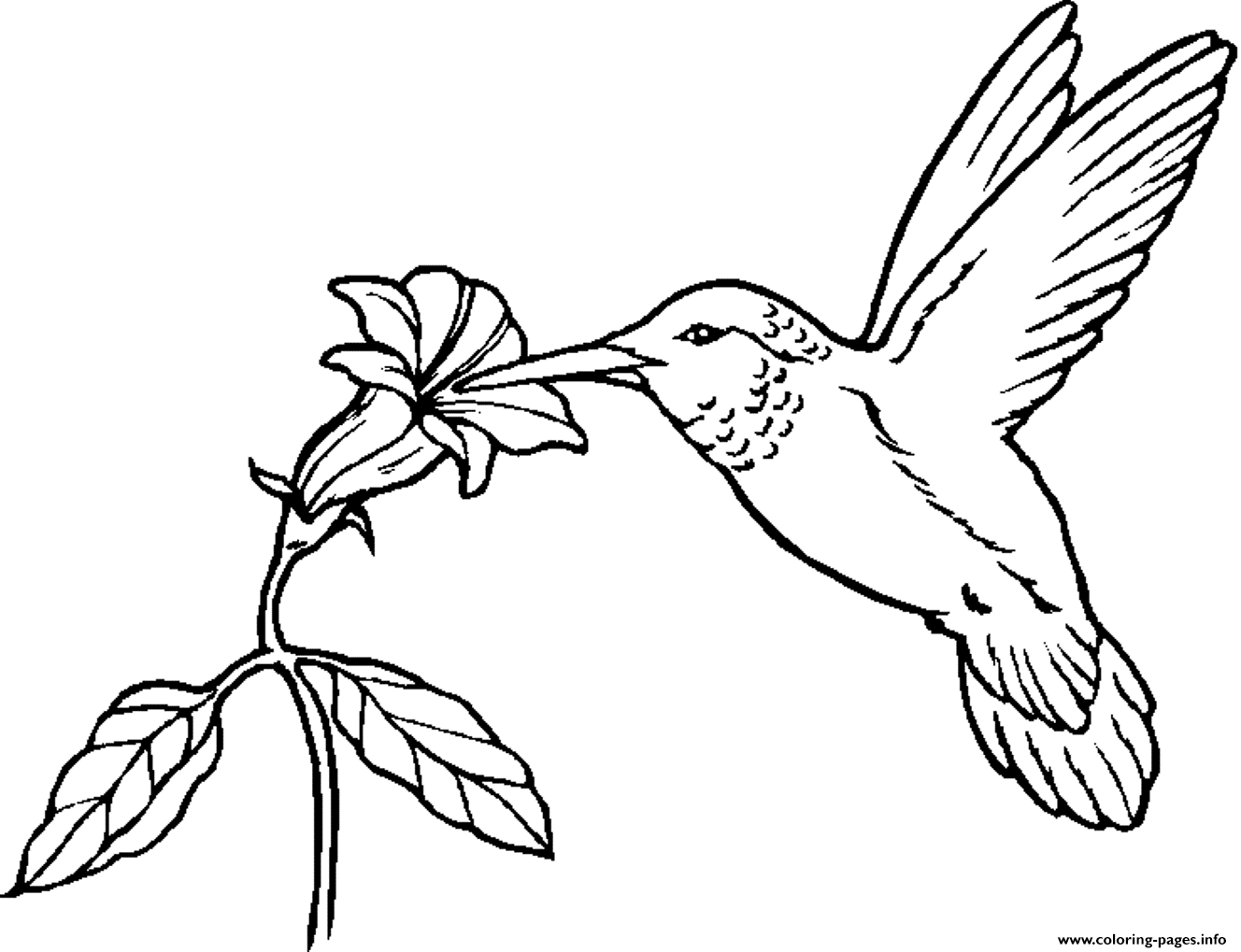 Animal Bird  Hummingbirdf7e6 coloring