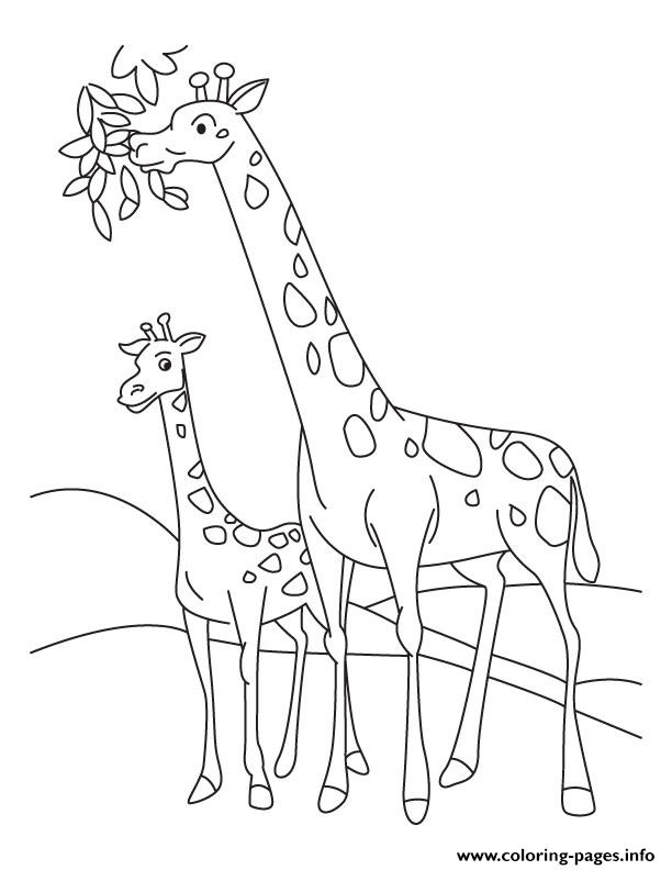 Giraffes Having Food Animal S28e5 coloring