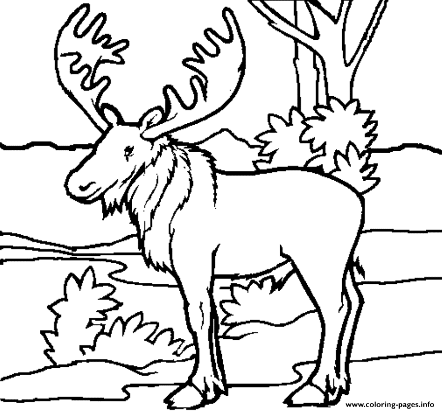 Moose Free Animal S Printable1f4a coloring