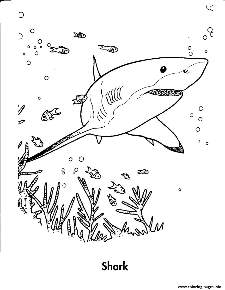 Shark S Sea Animalse526 coloring