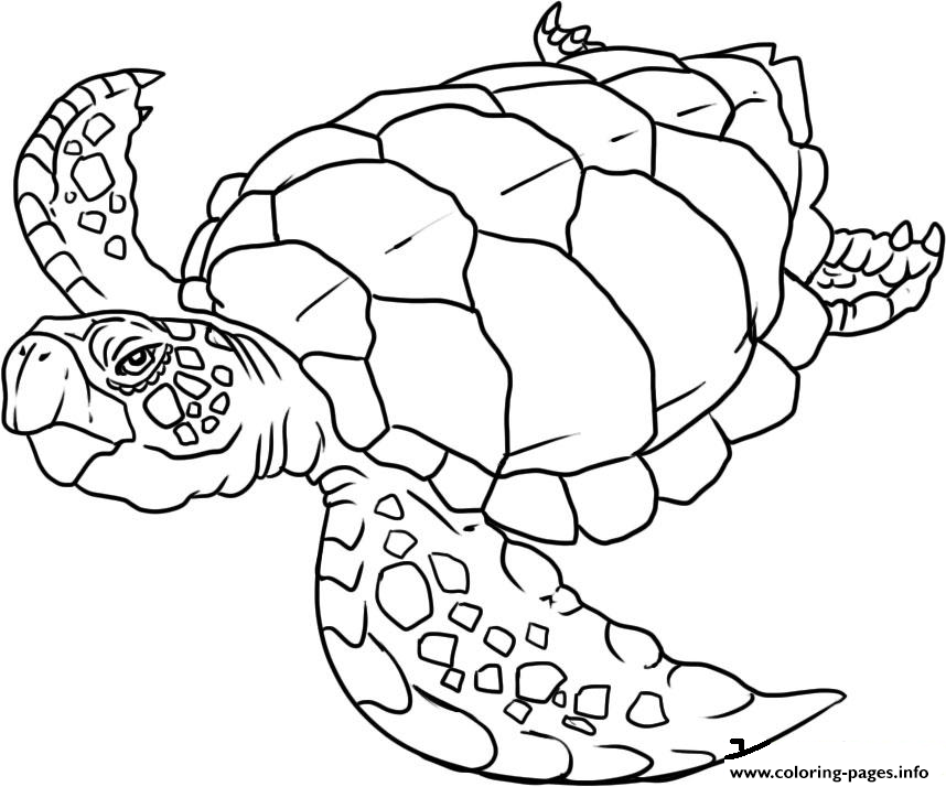 Turtle S Of Sea Animalsc3ed coloring
