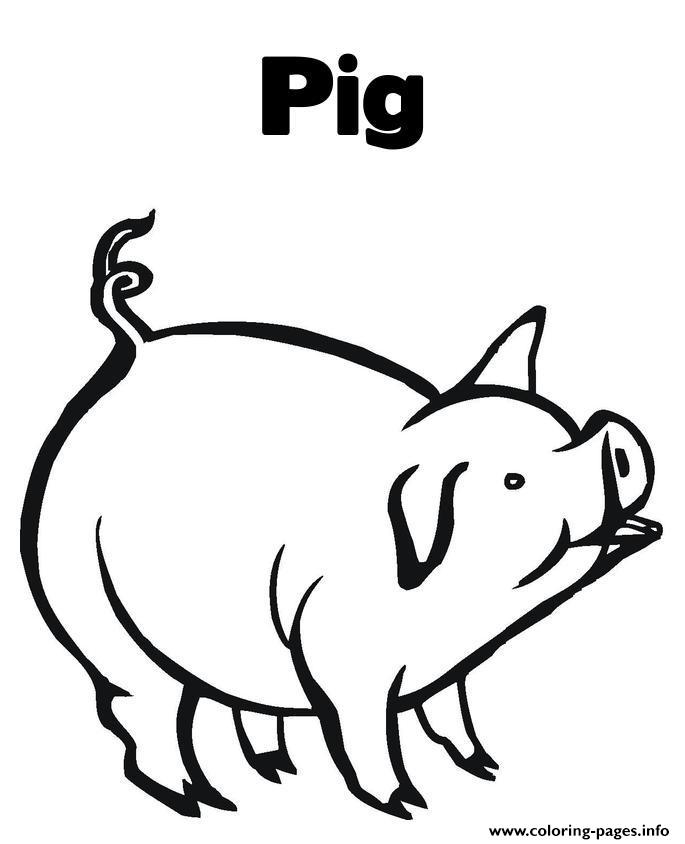 Coloring Pages A Pig Animalccee coloring