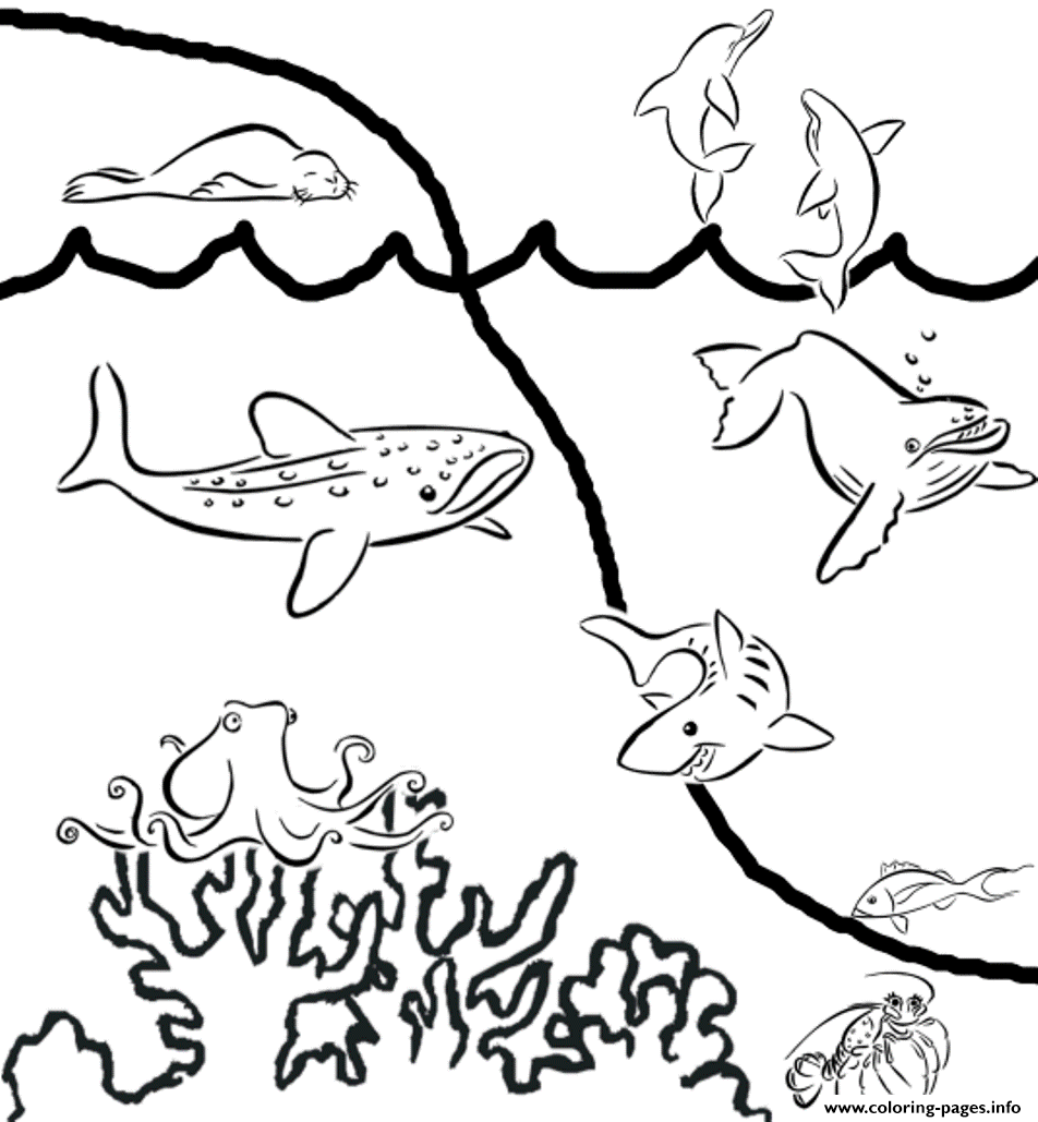 Preschool S Of Sea Animals3664 coloring