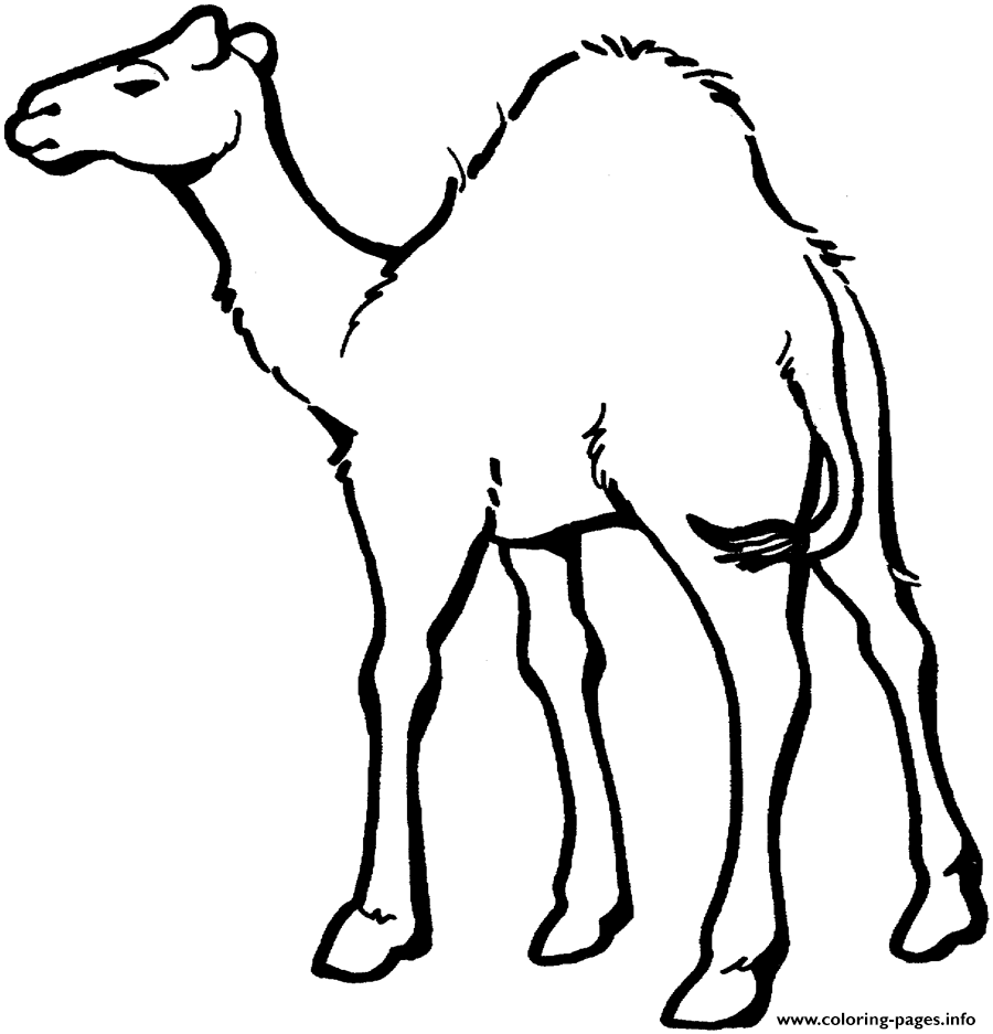 Camel Preschool S Zoo Animalsdfd2 coloring