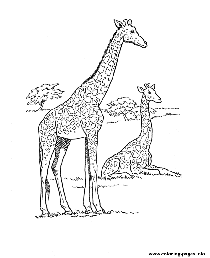Giraffe Animal S Free9d52 coloring