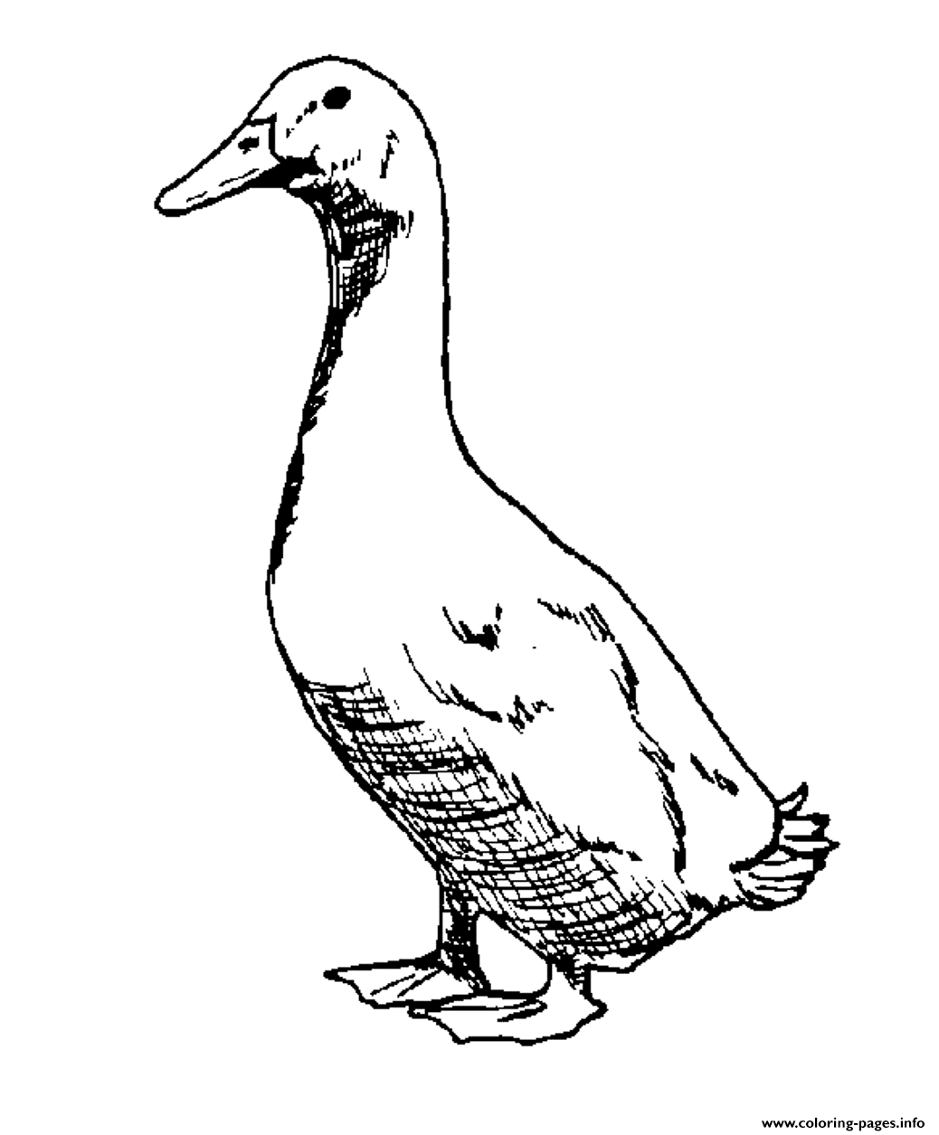Realistic Goose Printable Animal S879e coloring