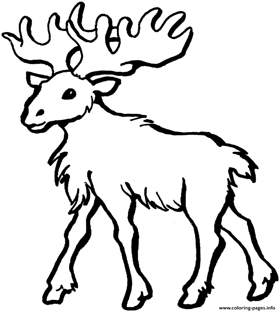 Moose Walking Free Animal S817a coloring pages Print Download 445 prints