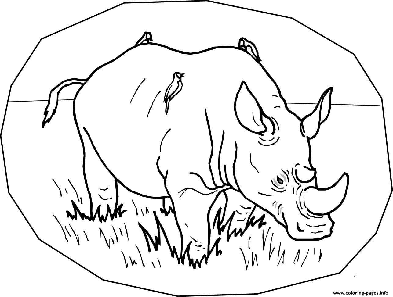 Free Animal S Wild Rhino51de coloring