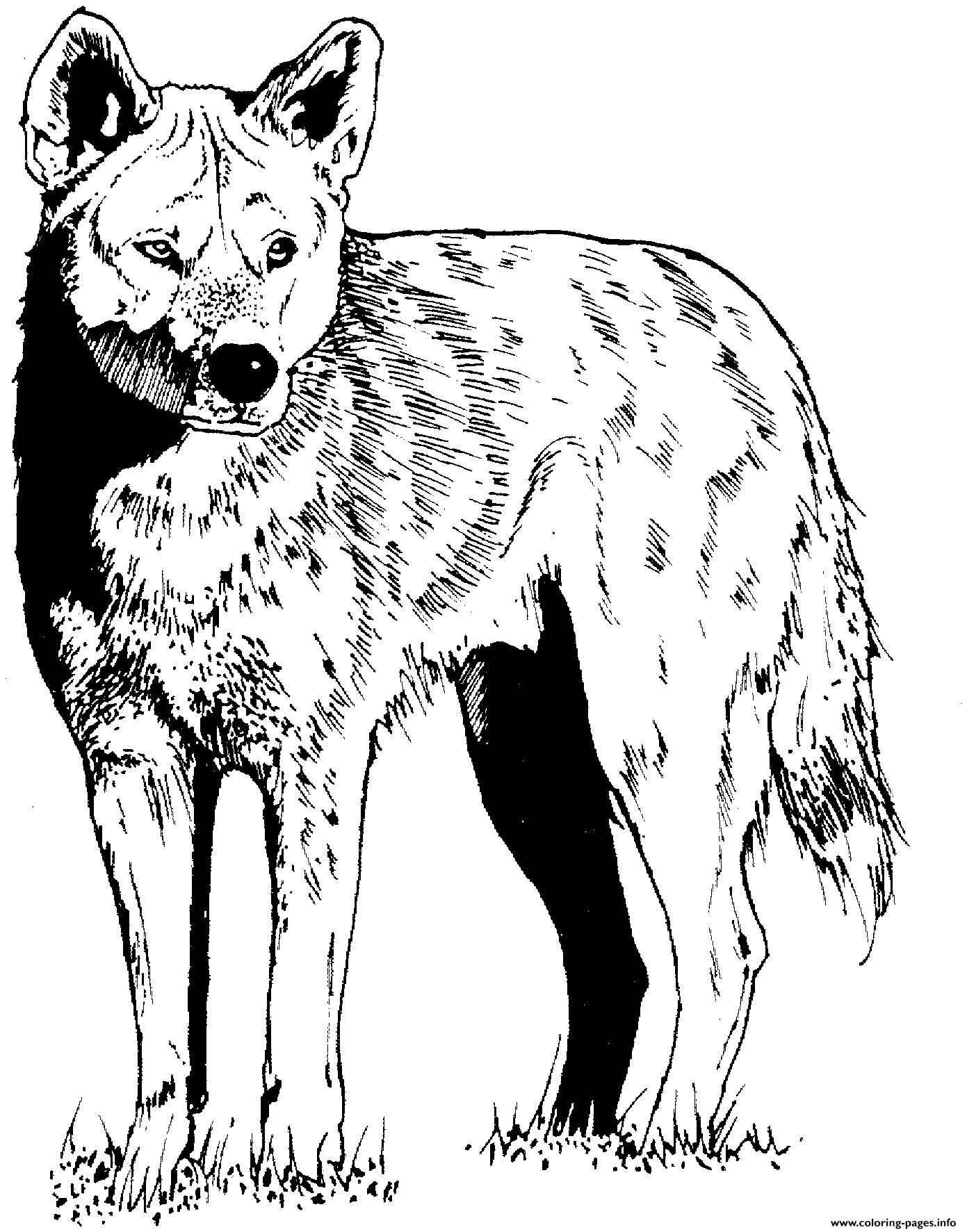 Coyote Friend Of Wolf coloring