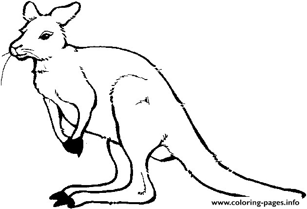 Australian Animal S For Kids Kangaroo2117 coloring