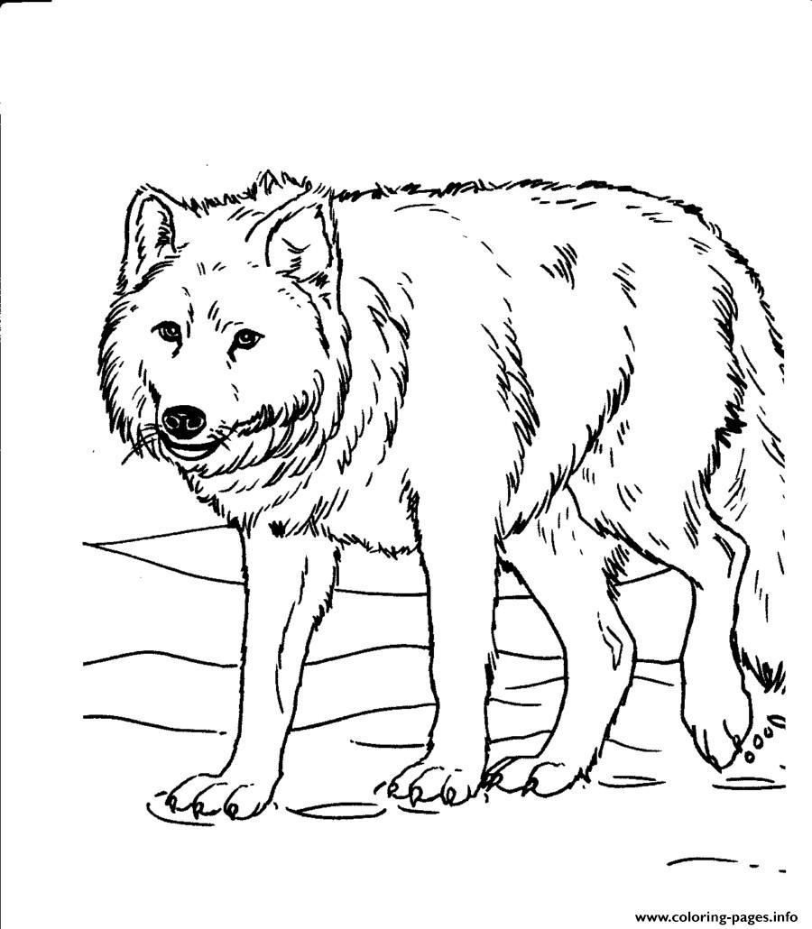Wolves Coloring Sheets For Kids877f coloring