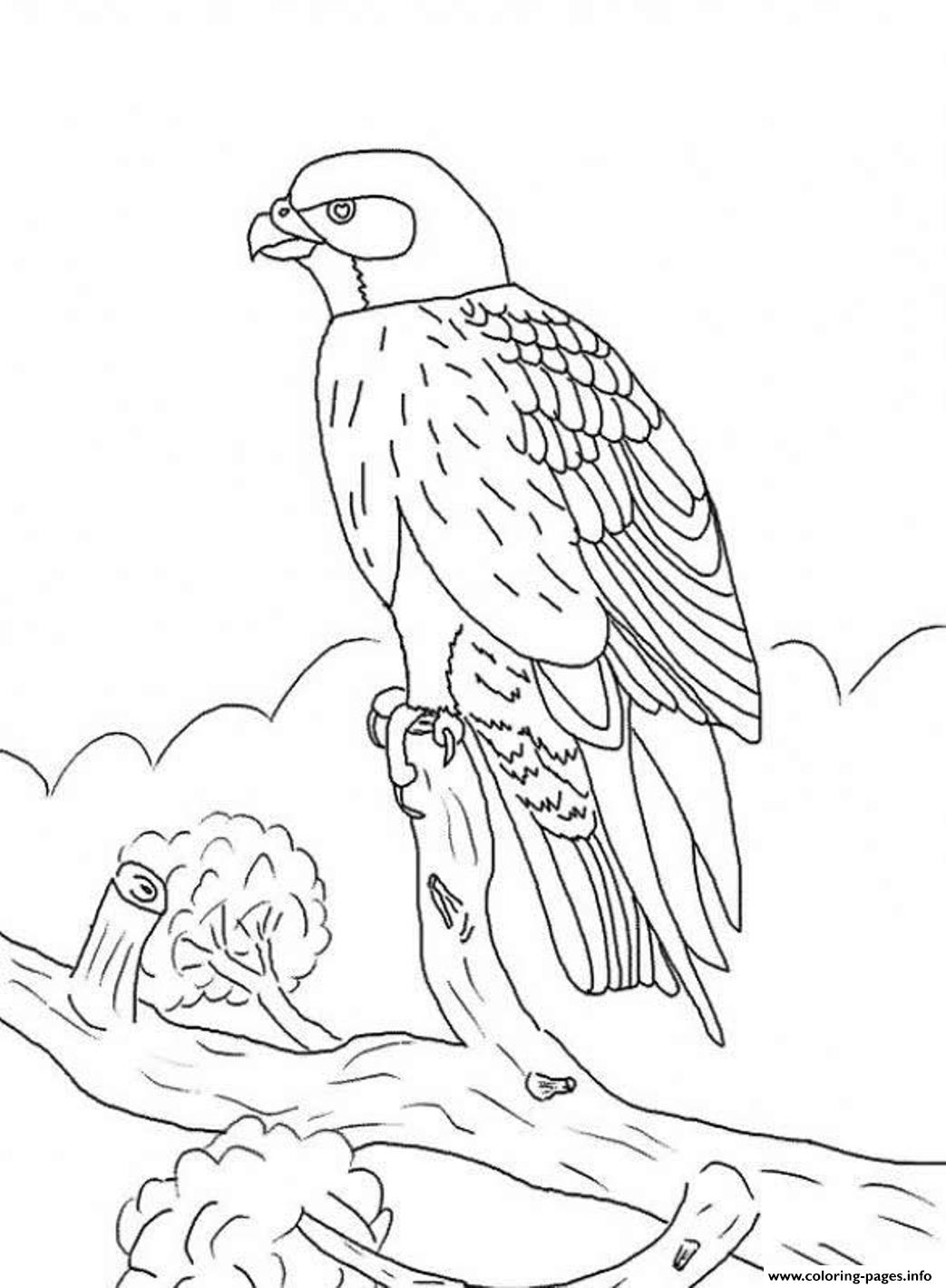 Kids Falcon Bird S9c0f coloring
