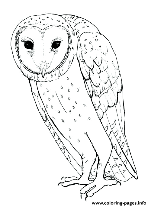 Barn Owl S For Kids4027 coloring