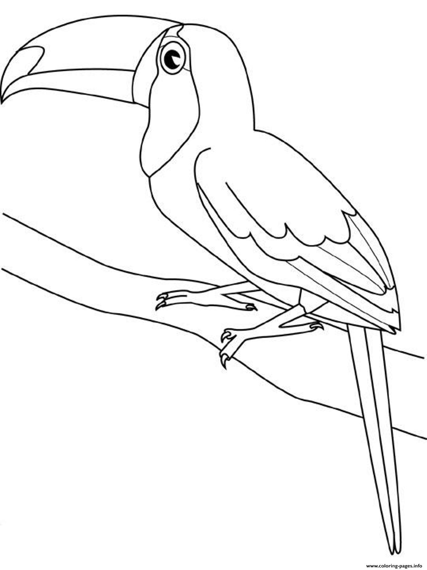 Toucan Bird  For Kids458f coloring