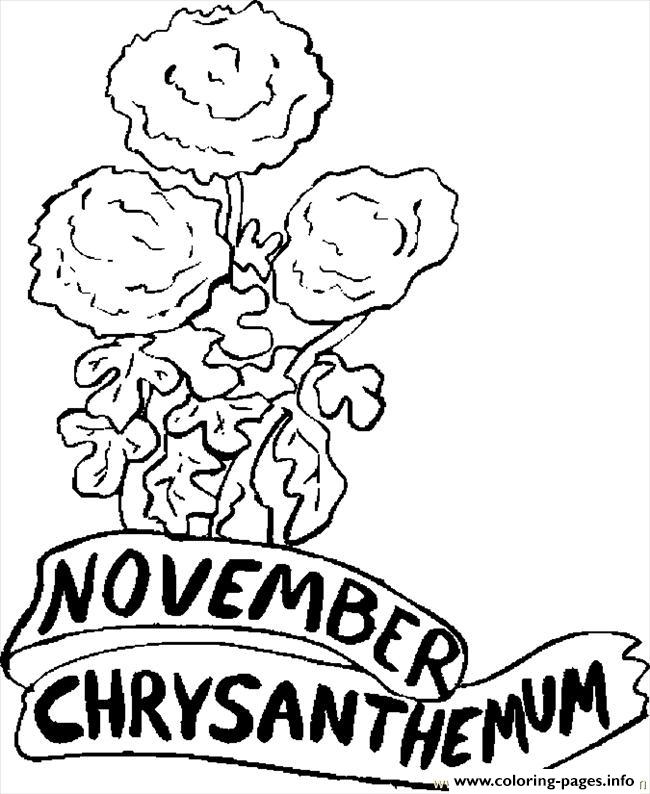 November Chrysanthemum coloring