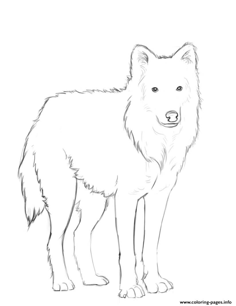 Arctic Wolf coloring
