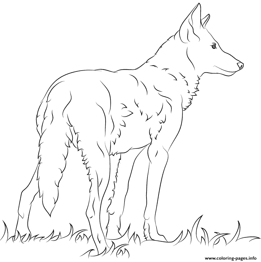 Florida Red Wolfs coloring